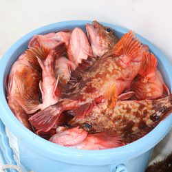 松本釣船２ 釣果