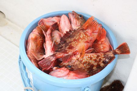 松本釣船２ 釣果