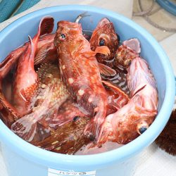 松本釣船２ 釣果