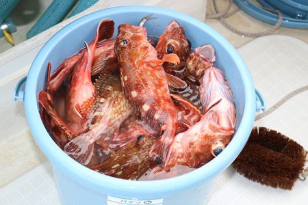 松本釣船２ 釣果