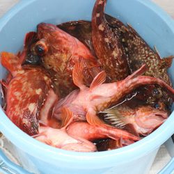 松本釣船２ 釣果