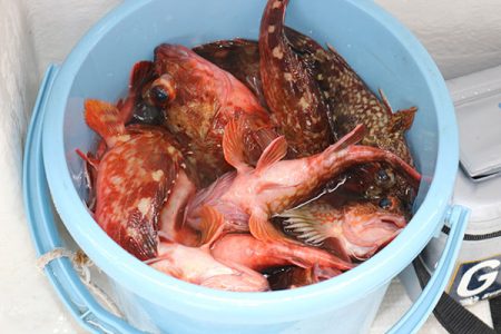 松本釣船２ 釣果