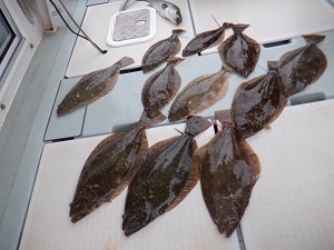 遊漁船 幸友丸 釣果