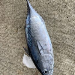 本部釣りイカダ 釣果