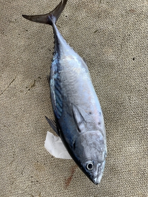 本部釣りイカダ 釣果