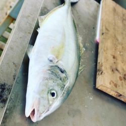 本部釣りイカダ 釣果