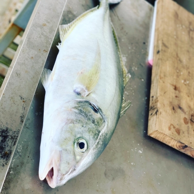 本部釣りイカダ 釣果