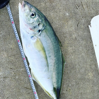 本部釣りイカダ 釣果