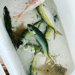 本部釣りイカダ 釣果