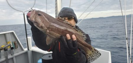 ブルーピア 釣果