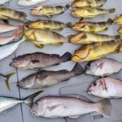 ブルーピア 釣果