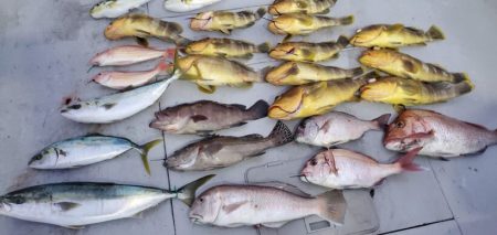 ブルーピア 釣果