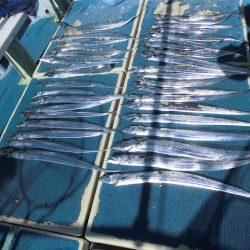 十八宝洋丸 釣果