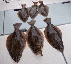 遊漁船 幸友丸 釣果