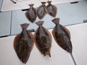 遊漁船 幸友丸 釣果