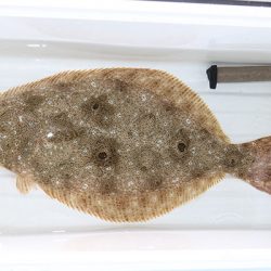 松本釣船２ 釣果