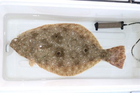 松本釣船２ 釣果