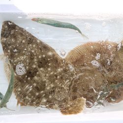 松本釣船２ 釣果