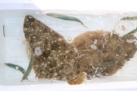 松本釣船２ 釣果