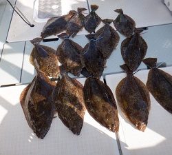 遊漁船 幸友丸 釣果