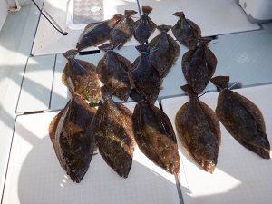 遊漁船 幸友丸 釣果