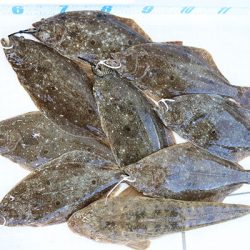 松本釣船２ 釣果