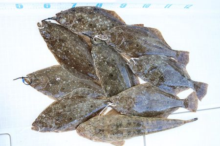 松本釣船２ 釣果