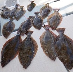 遊漁船 幸友丸 釣果