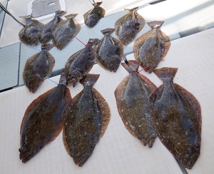 遊漁船 幸友丸 釣果