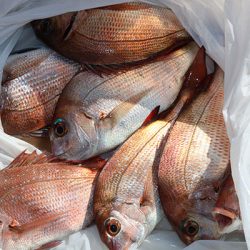 松本釣船２ 釣果