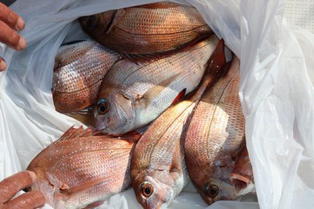 松本釣船２ 釣果