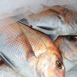 松本釣船２ 釣果