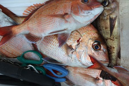 松本釣船２ 釣果