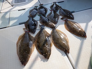 遊漁船 幸友丸 釣果