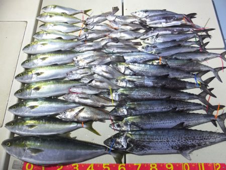 Hit Rush(ヒット ラッシュ） 釣果…