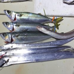 Hit Rush(ヒット ラッシュ) 釣果