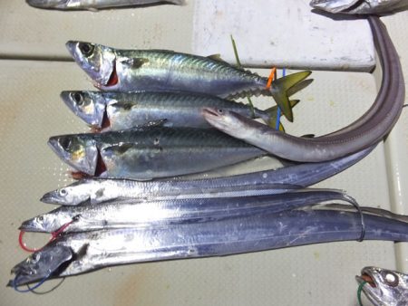 Hit Rush(ヒット ラッシュ) 釣果