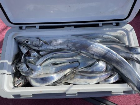 釣船 浦島太郎 釣果