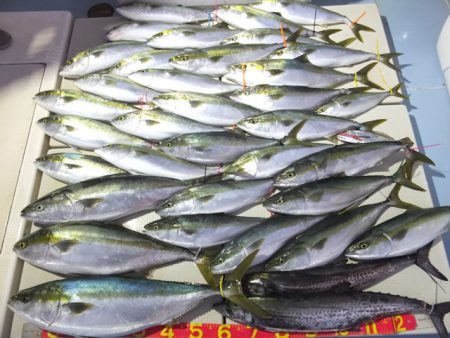 Hit Rush(ヒット ラッシュ） 釣果…