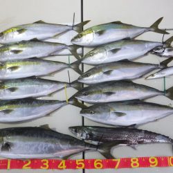 Hit Rush(ヒット ラッシュ) 釣果