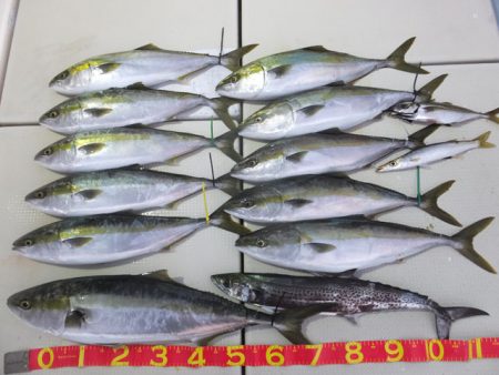 Hit Rush(ヒット ラッシュ） 釣果…