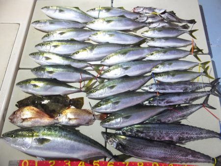 Hit Rush(ヒット ラッシュ） 釣果…