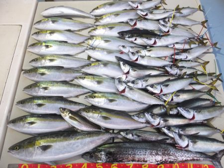 Hit Rush(ヒット ラッシュ） 釣果…