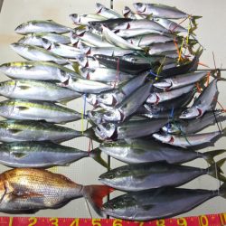 Hit Rush(ヒット ラッシュ) 釣果