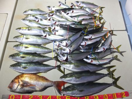 Hit Rush(ヒット ラッシュ） 釣果…