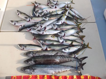 Hit Rush(ヒット ラッシュ） 釣果