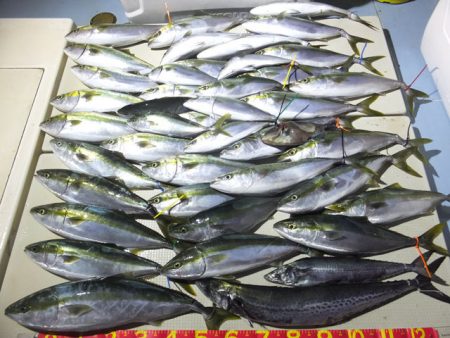 Hit Rush(ヒット ラッシュ） 釣果…