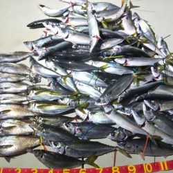 Hit Rush(ヒット ラッシュ) 釣果