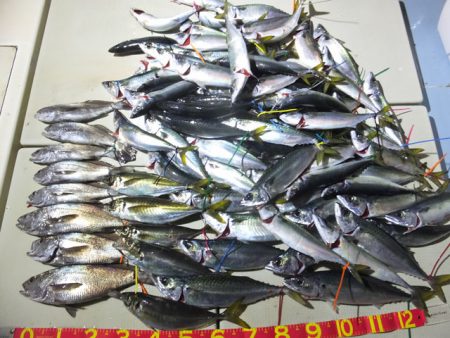 Hit Rush(ヒット ラッシュ) 釣果