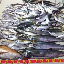 Hit Rush(ヒット ラッシュ) 釣果